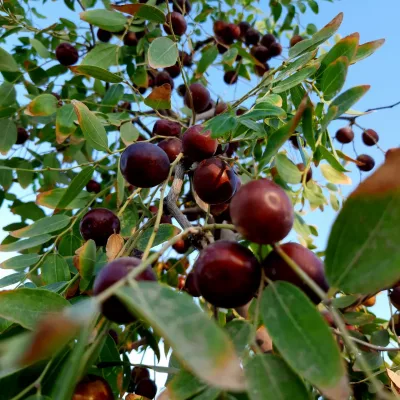 Miel de Jujubier du Yémen : Un Trésor de la Nature